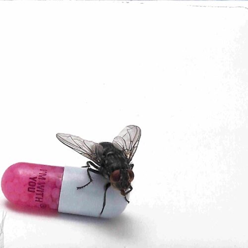Red Hot Chili Peppers - I'm With You EU NEW